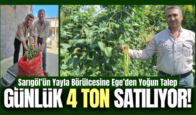 Sarıgöl börülcesi toptancıların gözdesi oldu