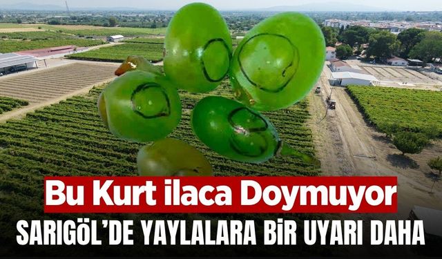 Sarıgöl'de bağcılara 3. nesil uyarısı yapıldı!