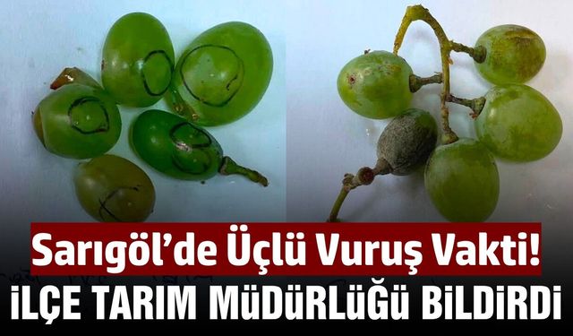 Sarıgöl'de bağcılara bir uyarı daha geldi! Salkım güvesi, unlu bit, külleme