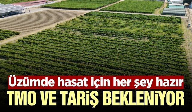 Sarıgöl’de üzüm üreticisinin gözü kuru üzüm fiyatlarında