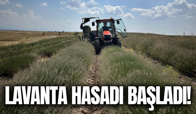 Uşak’ın ilk lavanta bahçesinde hasat mesaisi başladı