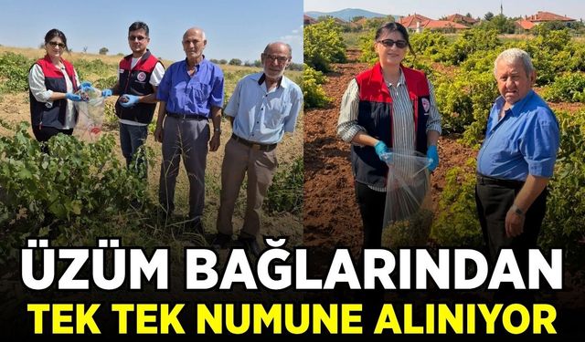 Denizli'de hasat öncesi bağlarda sıkı kontrol