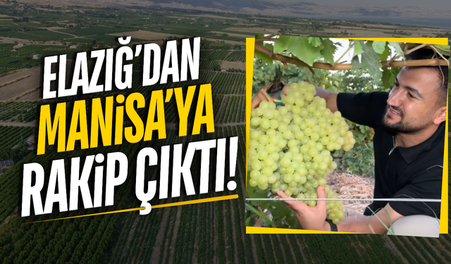 Üzümün başkenti Manisa'ya rakip çıktı!