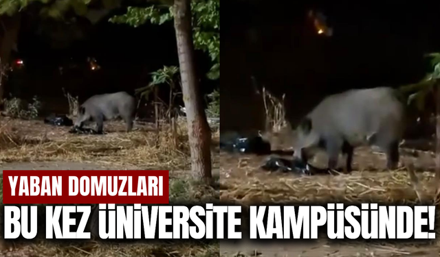 Yaban domuzları bu kez PAÜ Kampüsüne indi!