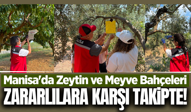 Manisa'da zeytin ve meyve bahçelerinde sıkı kontrol!