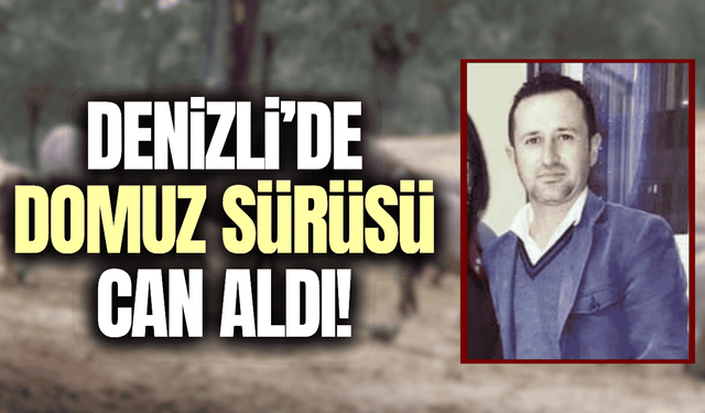 Motosikletiyle domuz sürüsüne çarptı, hayatını kaybetti