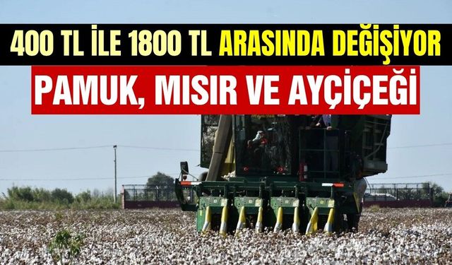Ege'de hasat fiyatları belli oldu! Pamuk, mısır ve ayçiçeği