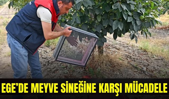 Ege'de 500 bin steril erkek böcek doğaya bırakıldı