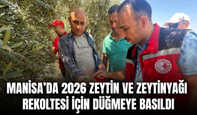 Manisa’da 2026 zeytin rekoltesi için saha çalışmaları başladı