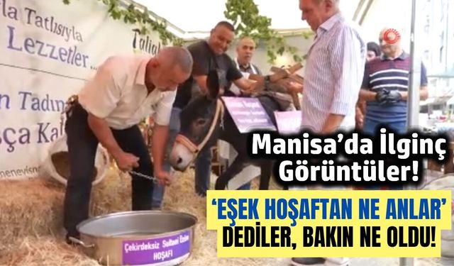 Manisa'da festivalin ilgi odağı hoşnut isimli eşek oldu