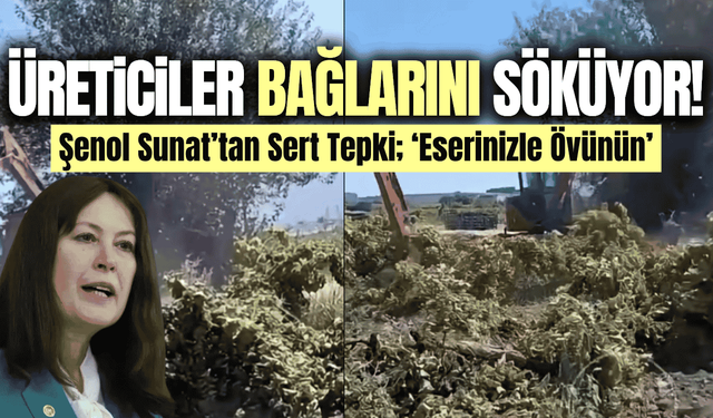 Manisa'da üreticiler bağlarını sökmeye başladılar!