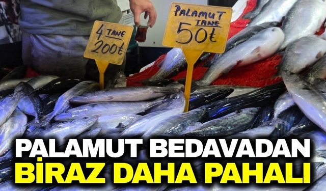 Palamut bolluğu fiyatları düşürdü: Tezgahlarda 50 TL’ye satılıyor