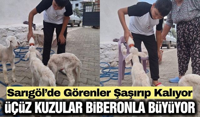 Sarıgöl’de Sakız Koyununun Üçüz Sürprizi: Kuzular Biberonla Besleniyor