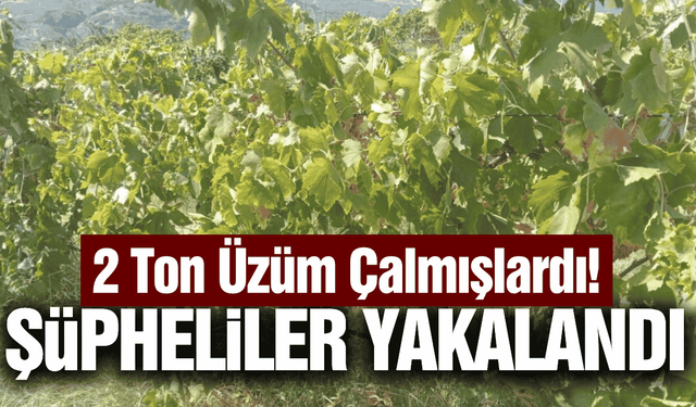 Buldan'da 2 ton üzüm çalan hırsızlar polisten kaçamadı!