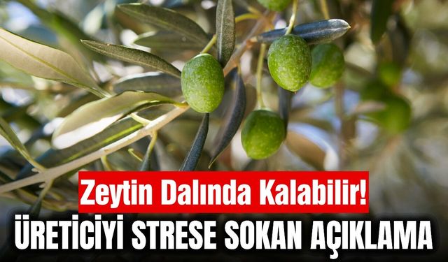 TARİŞ'ten korkutan uyarı! Zeytin dalında kalabilir