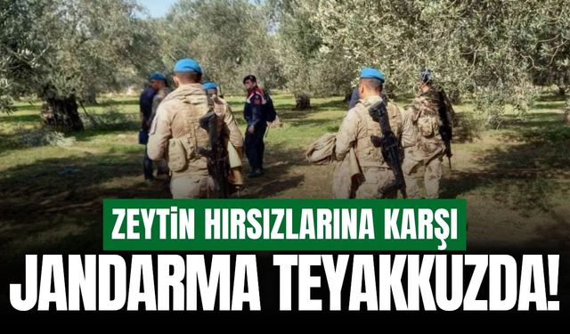 Manisa'da jandarma zeytin hırsızlığına karşı teyakkuzda!
