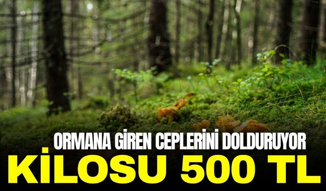 Ormanlarda bereket: Kilosu 500 TL'den alıcı buluyor