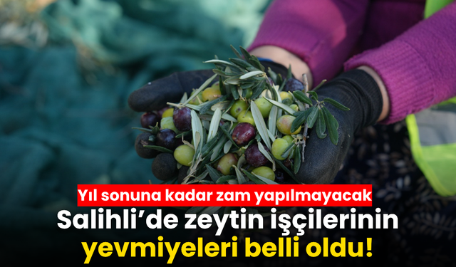 Salihli’de zeytin işçilerinin 2026 yevmiyeleri belli oldu!