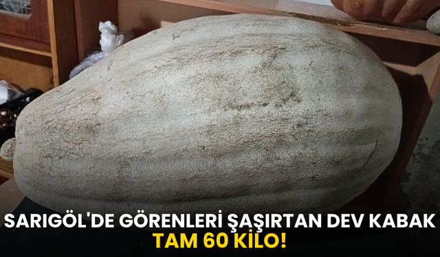 Sarıgöl'de görenleri şaşırtan dev kabak! Tam 60 kilo