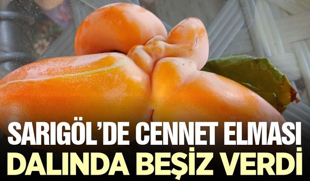 Sarıgöl'de görenler gözlerine inanamadı: Cennet elması beşiz meyve verdi