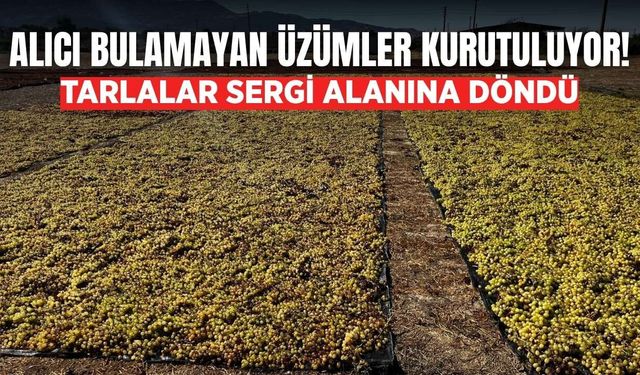 Buldan'da boş araziler üzüm sergilerine dönüştü