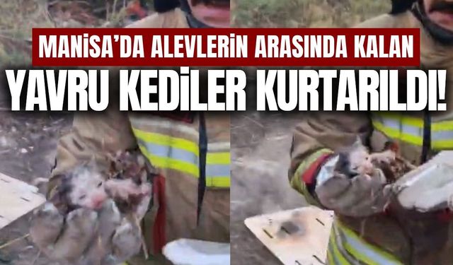 Manisa'da yangında mahsur kalan kediler kurtarıldı!
