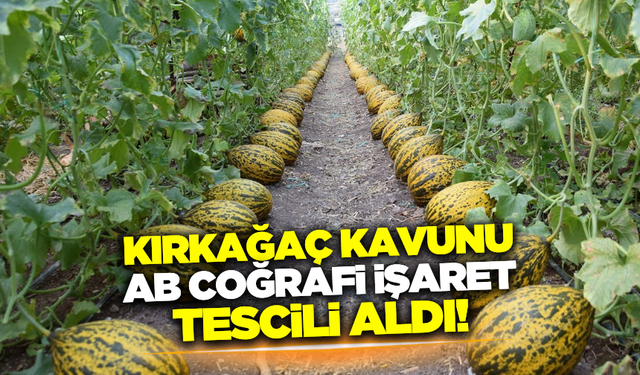Kırkağaç Kavunu, AB Coğrafi Tescili ile Dünyaya tanıtılacak