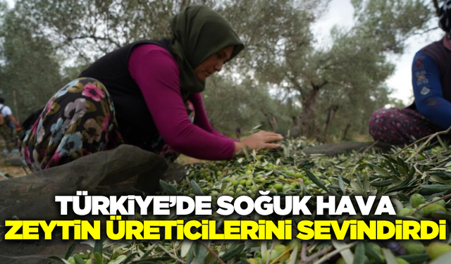 Soğuk hava zeytin üreticilerinin yüzünü güldürdü
