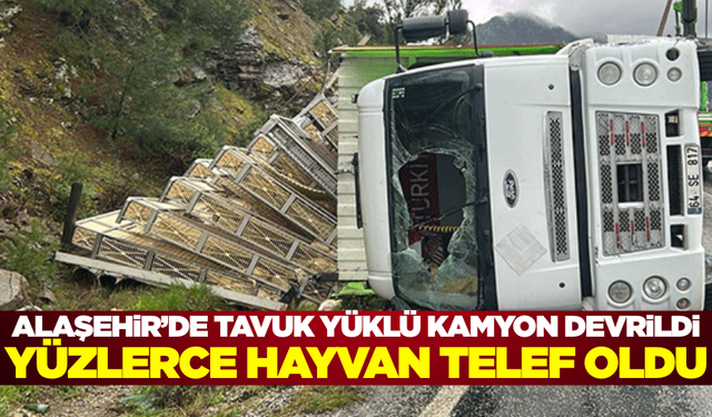 Alaşehir’de kamyon devrildi! Yüzlerce hayvan telef oldu