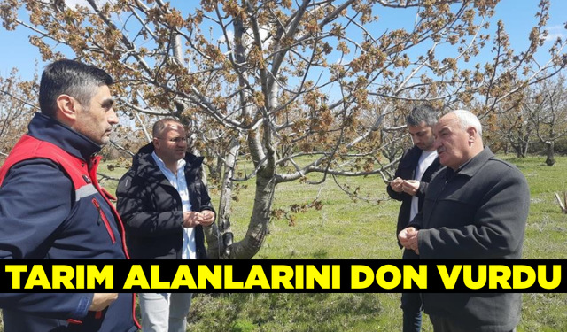 Afyonkarahisar'da etkili olan don tarım alanlarında ciddi zarara yol açtı