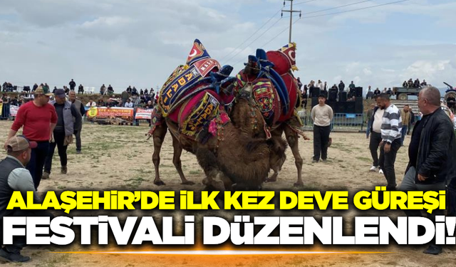 Alaşehir'de ilk kez düzenlenen deve güreşi festivali büyük ilgi gördü!