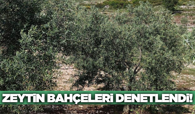 Aydın'da zeytin bahçelerinde zararlı ve hastalık kontrolleri sürüyor!