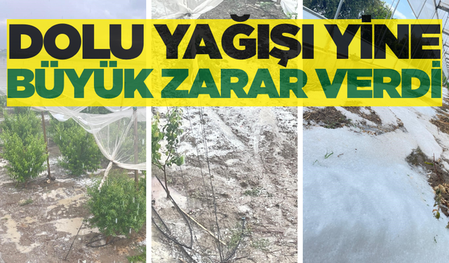 Dolu yağışı meyve ağaçlarına zarar verdi