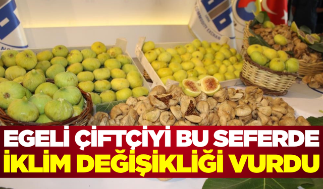Dünyaca ünlü Aydın incirine iklim engeli