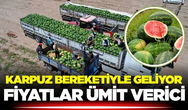 Karpuz üreticinin yüzünü güldürecek: Hasat heyecanı başladı