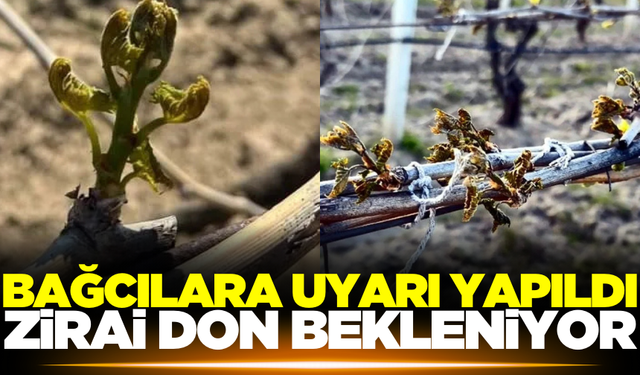Manisalı çiftçilere uyarı! Zirai don geliyor