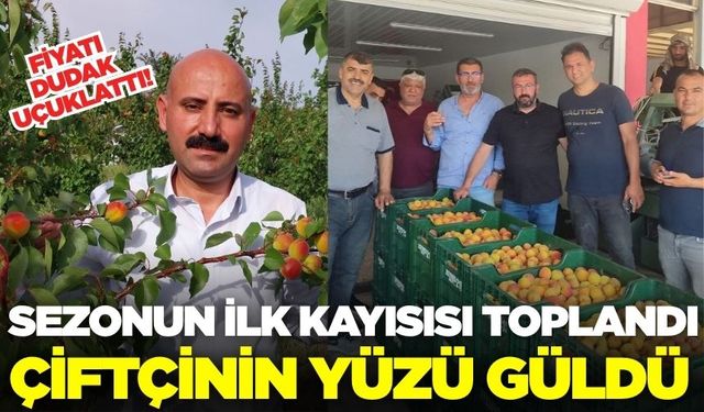 Sezonun İlk kayısısı toplandı: Üreticinin yüzü güldü