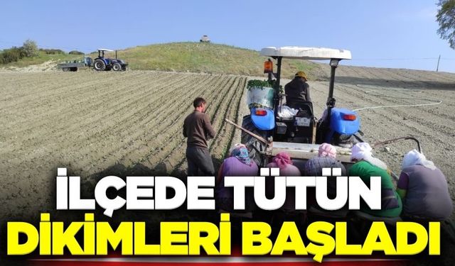 Manisa'da tütün sezonu açıldı