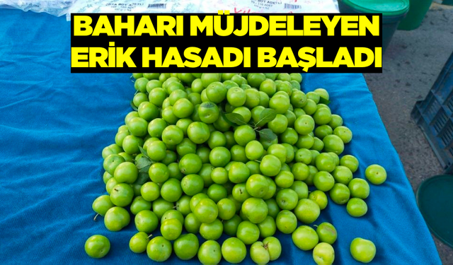 Yaz Mevsiminin Müjdecisİ Tezgahlarda Yerini Aldı