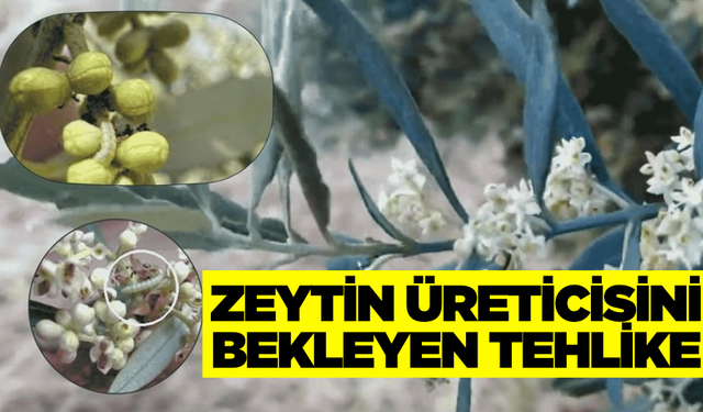 Zeytin Üreticilerine Dikkat Uyarsı