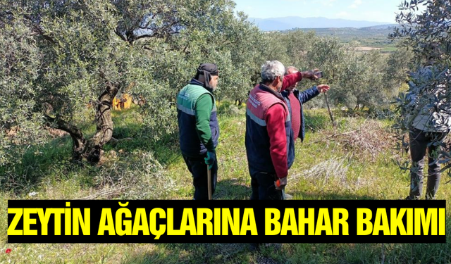 Karacasu Belediyesi, zeytinliklerde budama ve bakım çalışmalarına devam ediyor!