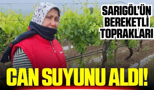 Sarıgöl'de bahar yağmurları üreticileri sevindirdi