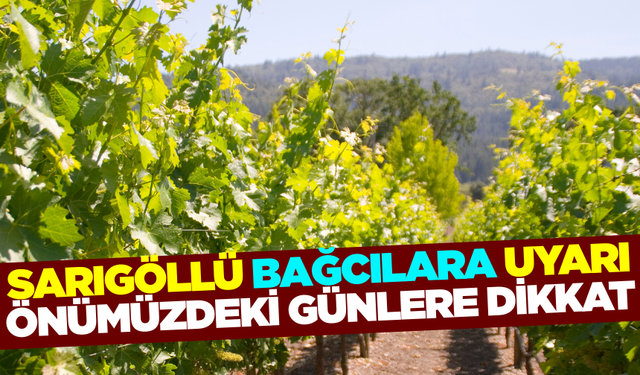Sarıgöl İlçe Tarım ve Orman Müdürlüğü'nden bağcılara önemli uyarı