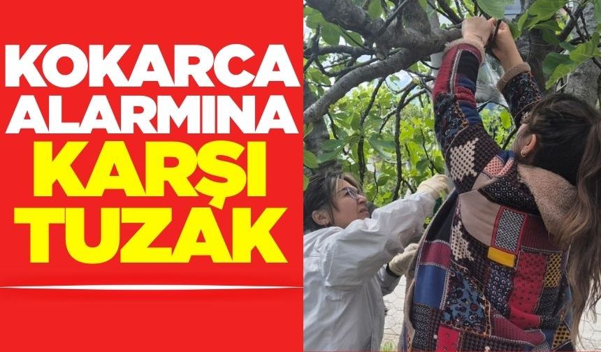 Kahverengi Kokarca’ya karşı tuzaklar yerleştirildi