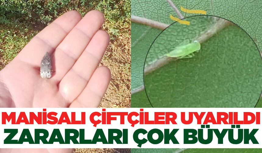 Salihlili çiftçiler zararlılara karşı uyarıldı