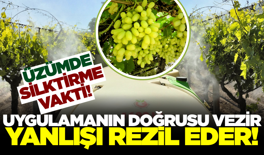 Sarıgöl'de bağlarda silktirme temposu!