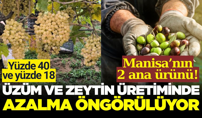 TÜİK açıkladı: Üzüm ve zeytin üretimi azalıyor