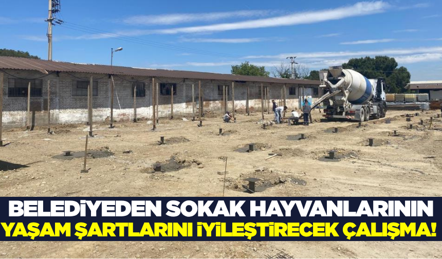 Turgutlu'da sokak hayvanlarının yaşam şartlarını iyileştirecek çalışma!