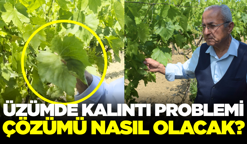 Üzümde kalıntı sorunu nasıl çözülür?