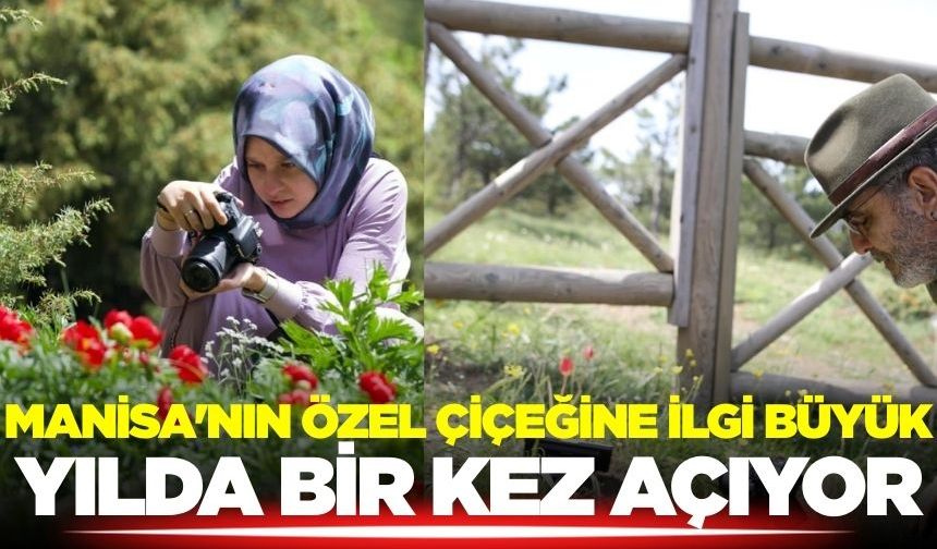 Manisa'da yılda bir kez açan güzelliğe doğa severlerden yoğun ilgi